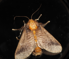 Doratifera oxleyi