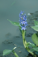 Pontederia australasica