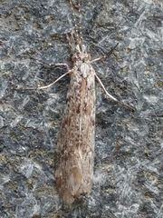 Triplectides cephalotes