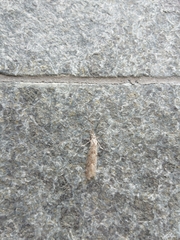 Triplectides cephalotes