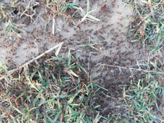 Anoplolepis custodiens