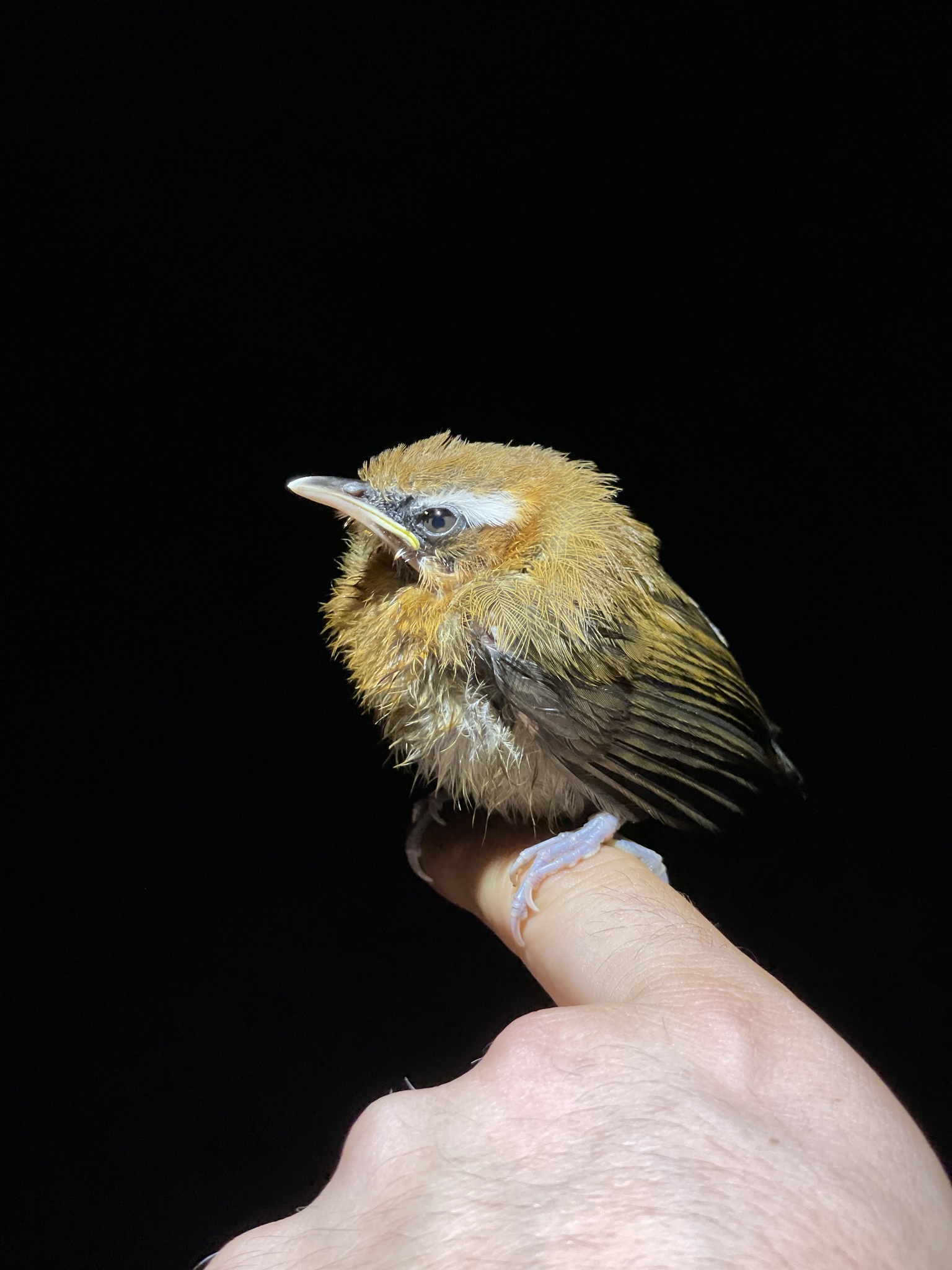 Streak-breasted Scimitar-Babbler illustration