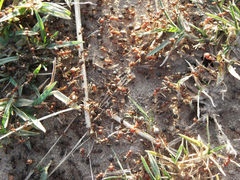 Anoplolepis custodiens