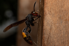 Polistes sagittarius