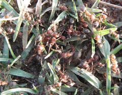 Anoplolepis custodiens