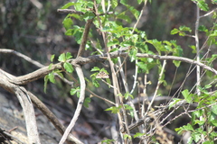 Euclidia ardita