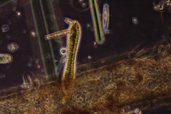 Surirella