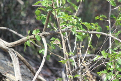 Euclidia ardita