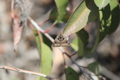 Euclidia ardita