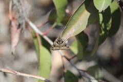 Euclidia ardita