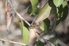 Euclidia ardita