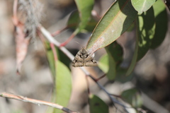Euclidia ardita