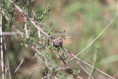 Euclidia ardita