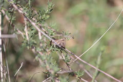 Euclidia ardita