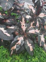 Graptophyllum pictum