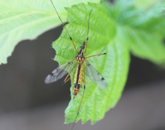 Hesperotipula