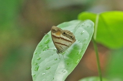 Cissia pseudoconfusa