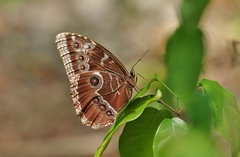 Morpho helenor montezuma