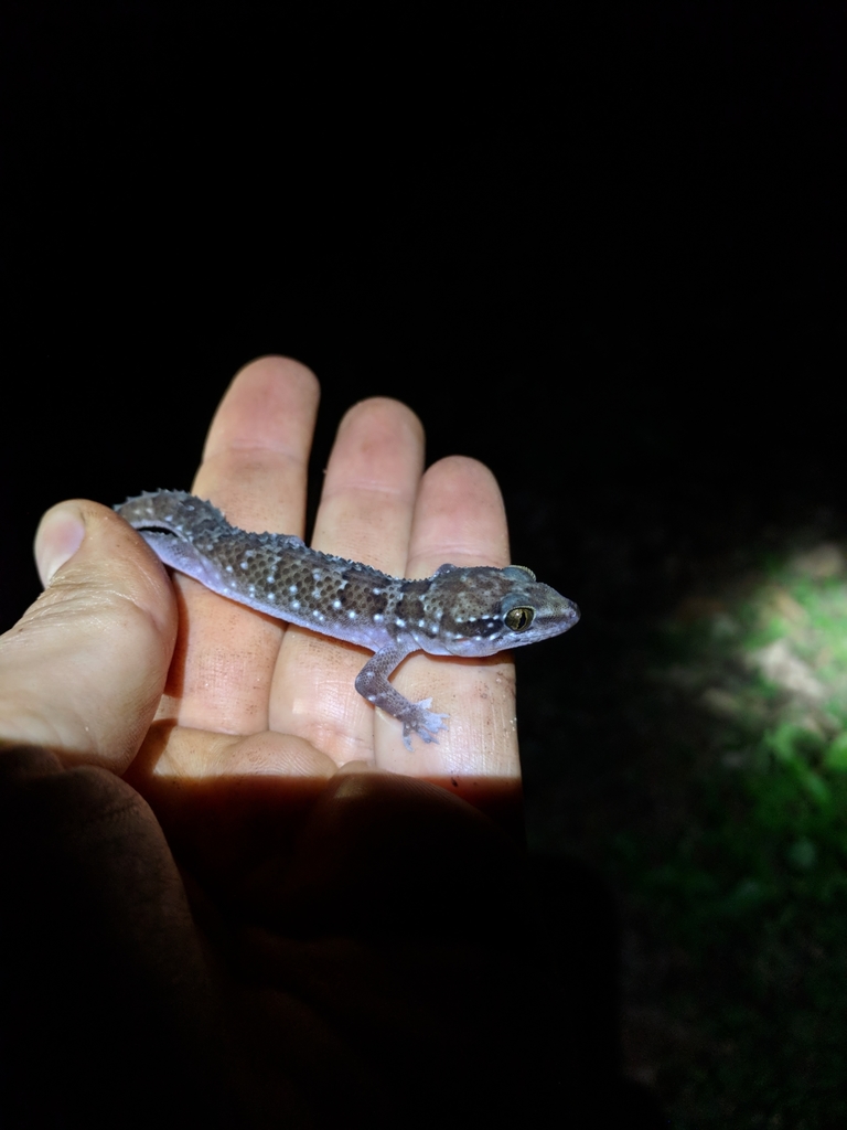 Blotched House Gecko