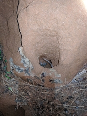 Hemidactylus triedrus