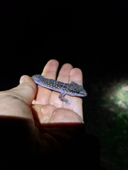 Hemidactylus triedrus