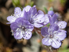Phacelia breweri