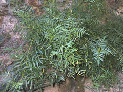 Tecoma stans angustata