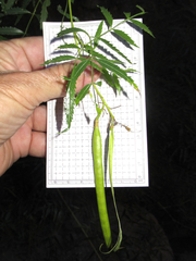 Tecoma stans angustata