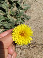 Agoseris apargioides