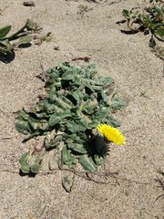 Agoseris apargioides