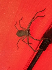 Isopeda canberrana