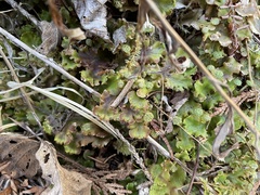 Marchantia polymorpha montivagans