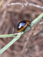 Phaedonia impolita
