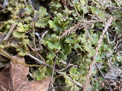 Marchantia polymorpha montivagans