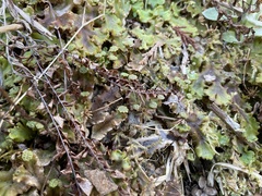 Marchantia polymorpha montivagans
