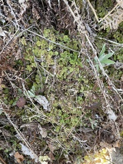 Marchantia polymorpha montivagans