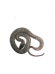 Pareas margaritophorus