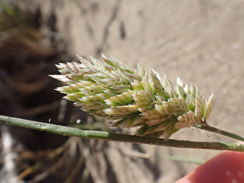 Image of Poa douglasii by (c) Trevor Van Loon, some rights reserved (CC BY)