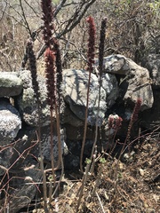 Echeveria chapalensis