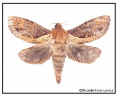 Parapielus oberthuri