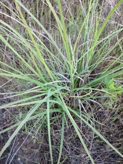 Carex triquetra