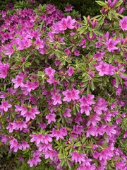 Rhododendron × pulchrum