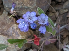 Phacelia breweri