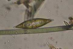 Craticula cuspidata