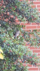 Turdus migratorius