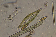 Craticula cuspidata