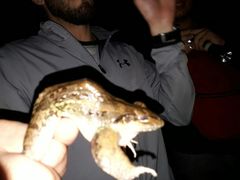 Leptodactylus insularum