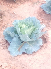Brassica oleracea capitata