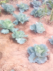 Brassica oleracea capitata