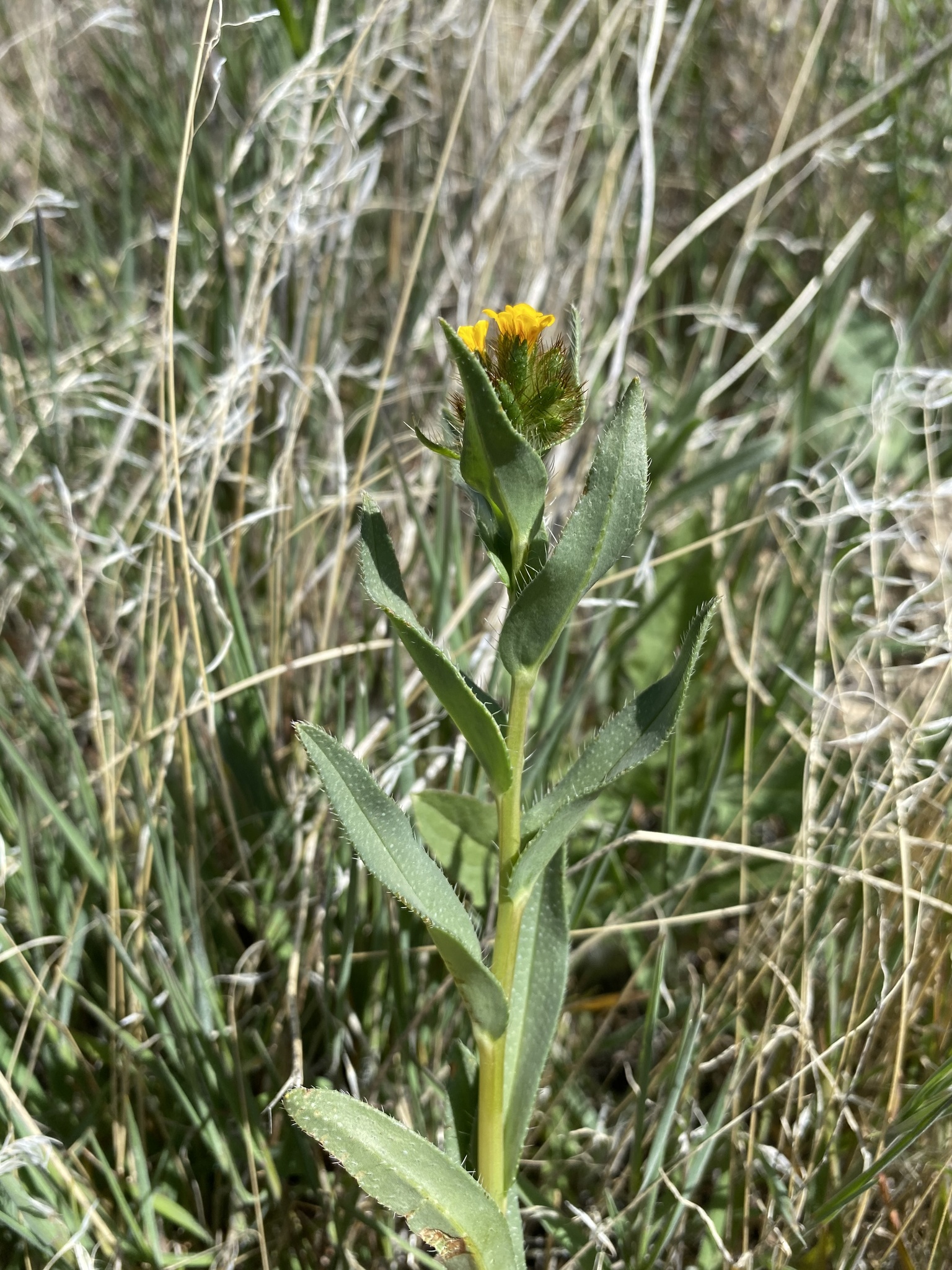 Amsinckia carinata